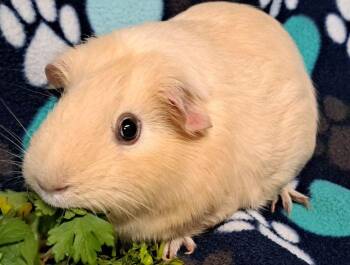 Rescue Short Haired Guinea Pigs for Adoption in Chicago Heights, Illinois - Cream Puff | PetCurious